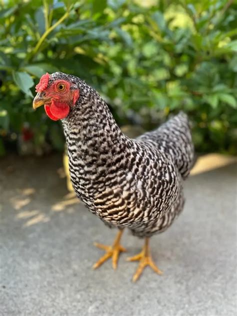 chanel chicken|17 Black and White Chicken Breeds – Our Chanel Poultry List!.